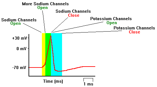 Neuroscience For Kids - action potential