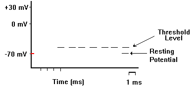 Neuroscience For Kids - action potential